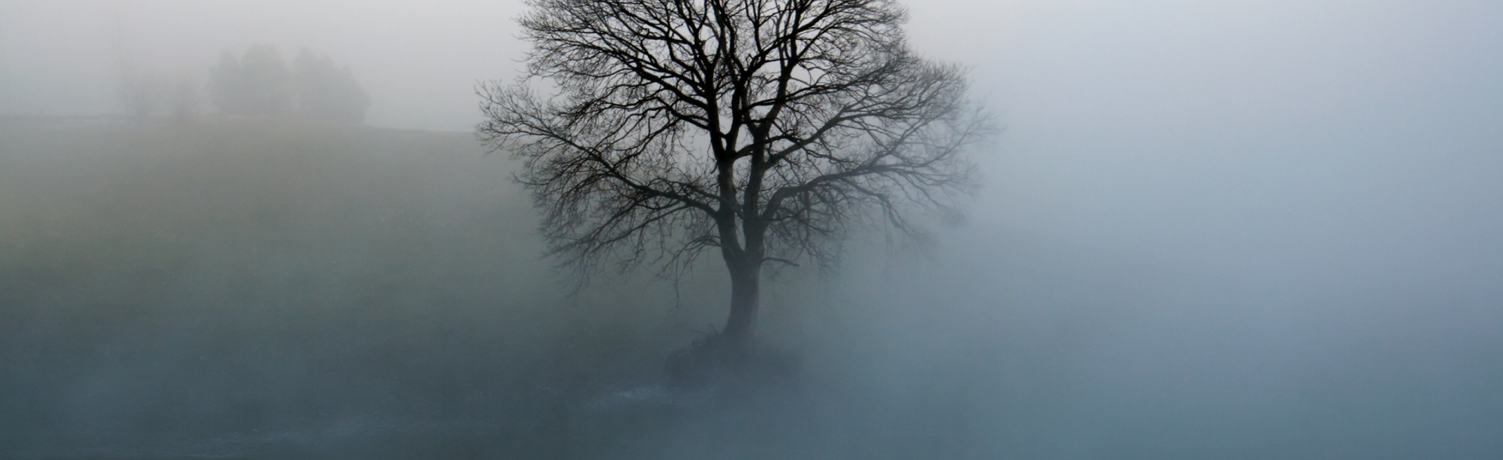 Nebelbaum